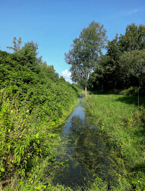 Free Tranquil stream surrounded by vibrant green foliage under a clear blue summer sky. Stock Photo