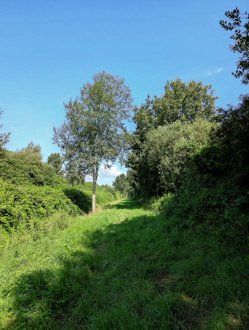 Free A tranquil landscape of a sunlit pathway surrounded by lush green trees and grass. Stock Photo