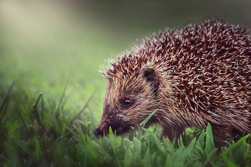 Imagine de stoc gratuită din a închide, adorabil, animal