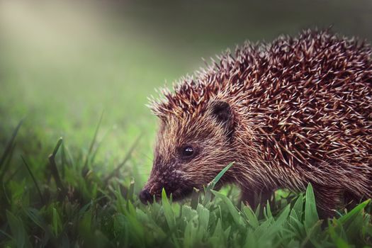 hedgehog photo
