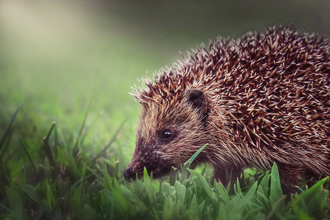 Free Brown Hedgehog On Green Grass Stock Photo
