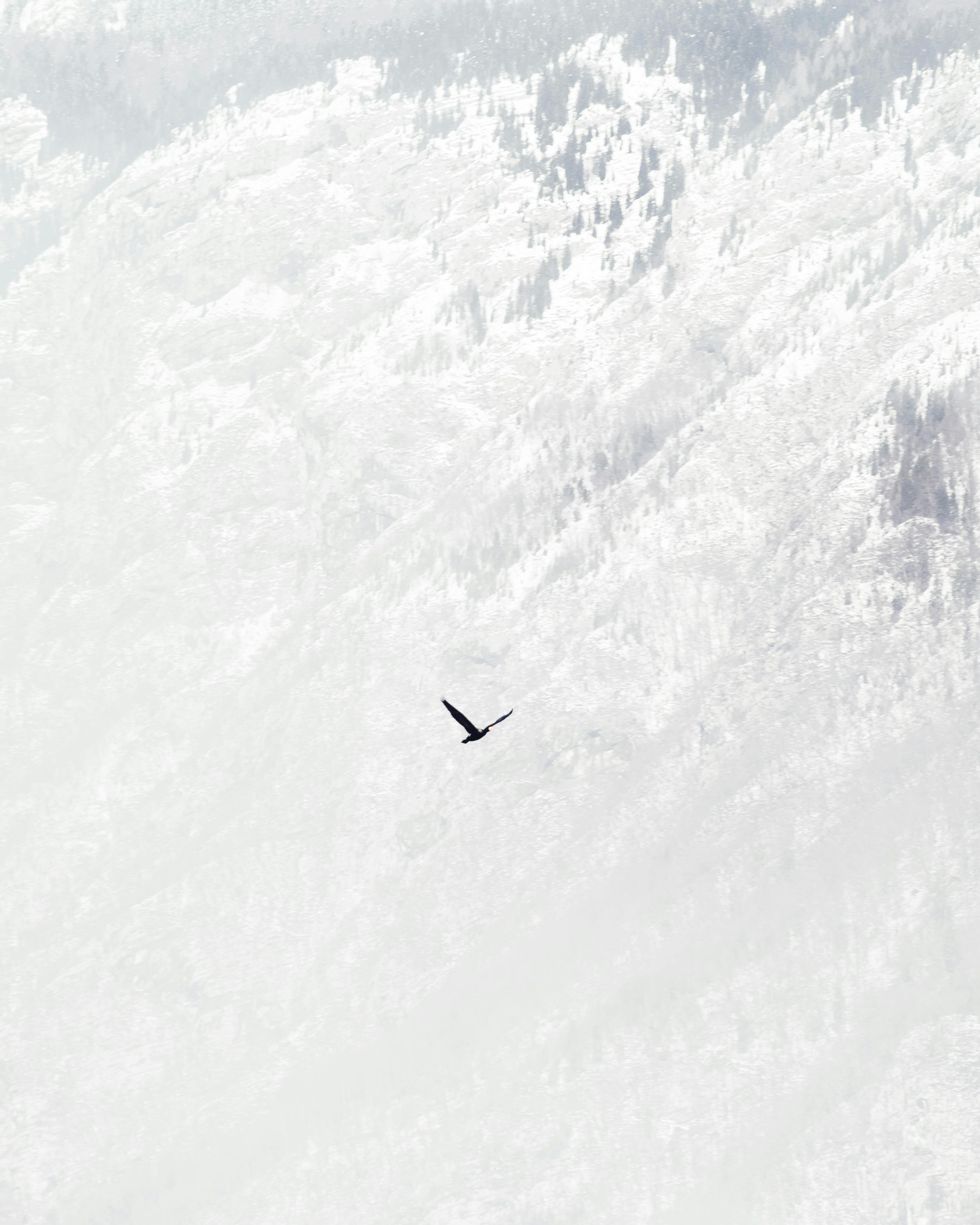 bird flying over snow covered mountain