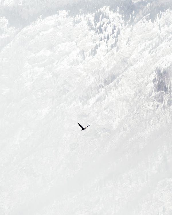 Vogel Fliegt über Schneebedeckten Berg