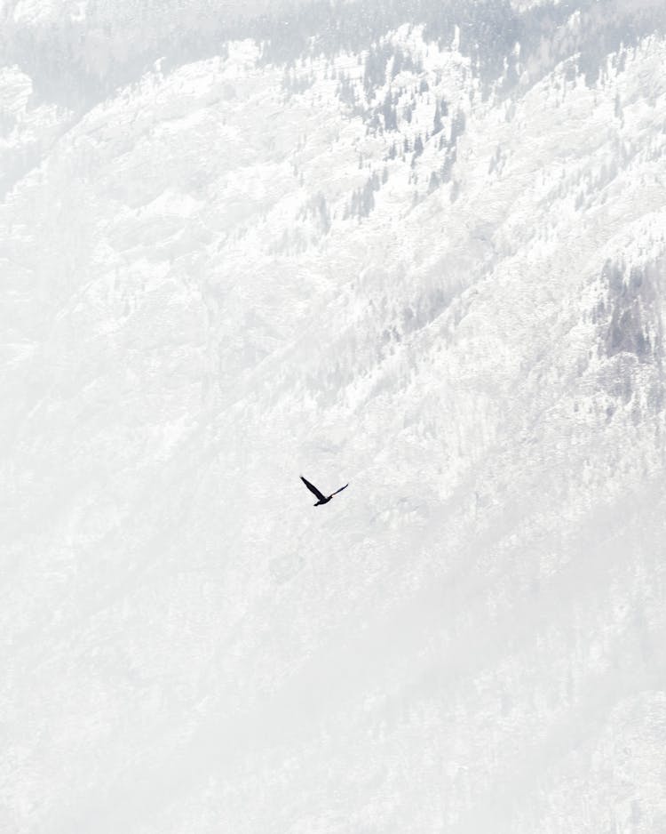 Bird Flying Over Snow Covered Mountain