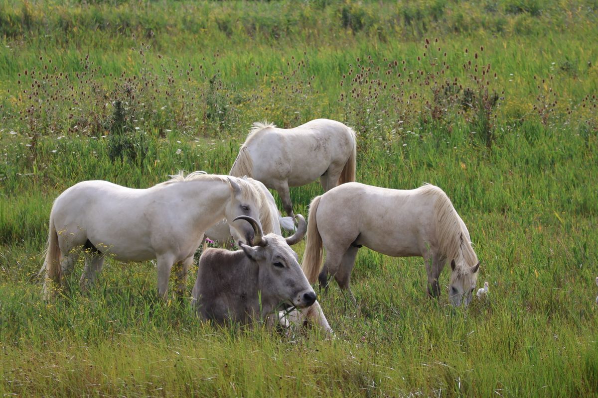 Yeşil çayırda otlayan renkli çiftlik hayvanları Happy Hooves oyun teması