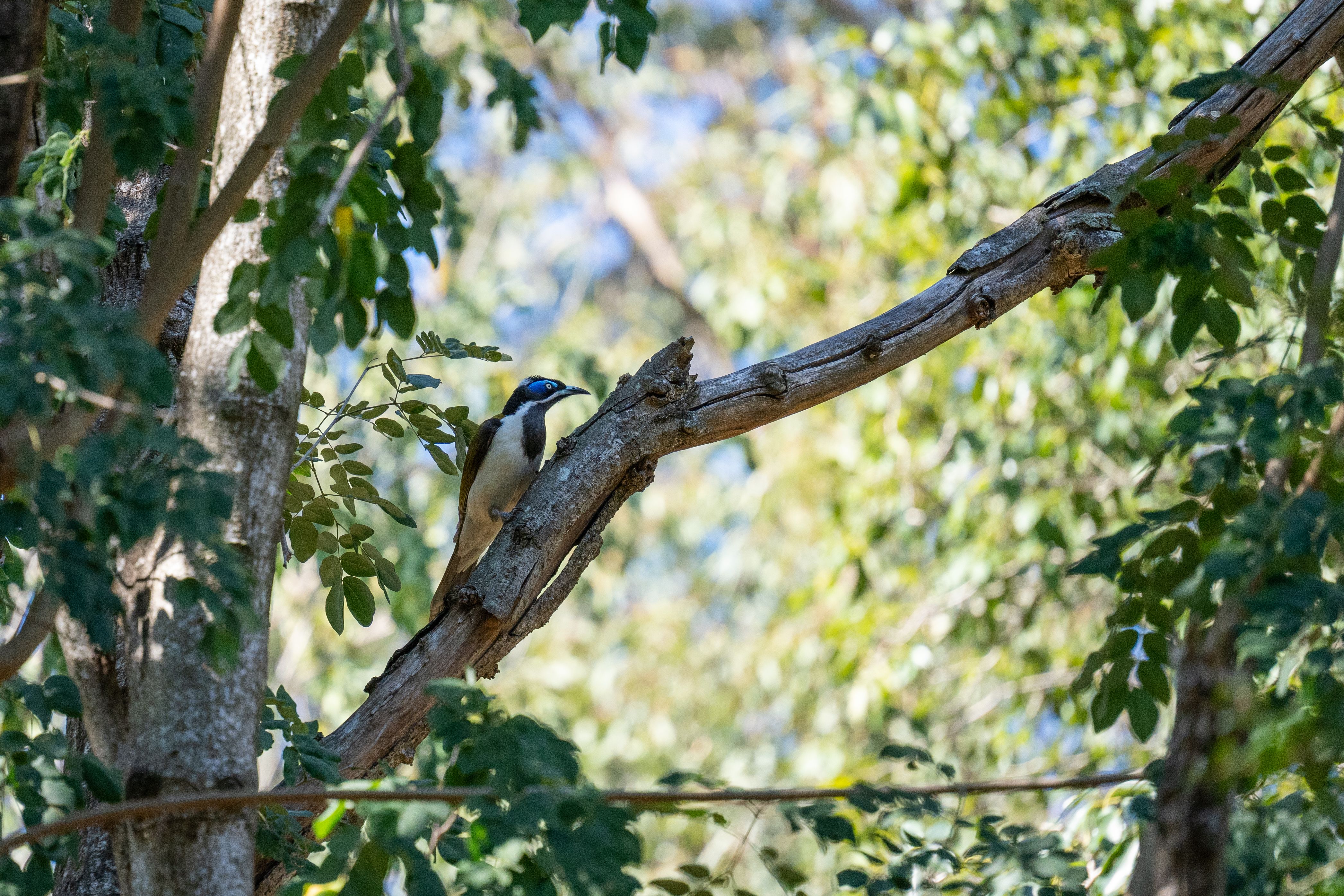 A vibrant blue-crested bird perched amidst lush greenery, perfect for nature enthusiasts.