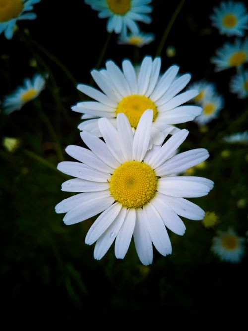 Free Beautiful close-up of white daisies with vibrant yellow centers in a garden setting. Stock Photo