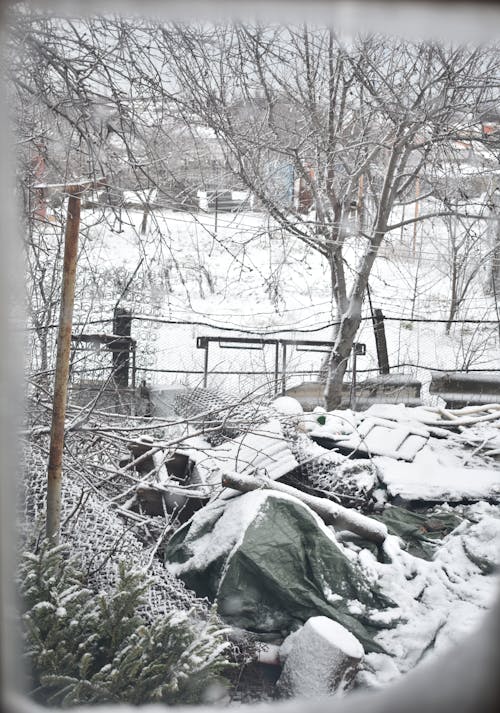 Foto d'estoc gratuïta de clima fred, fons d'hivern, hivern