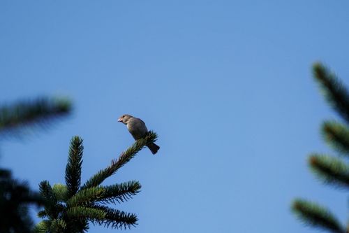 Free A sparrow perches on an evergreen branch against a clear blue sky, showcasing nature's simple beauty. Stock Photo