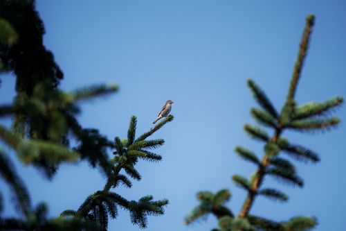 Free A small bird perched on a pine tree branch with a clear blue sky background. Stock Photo