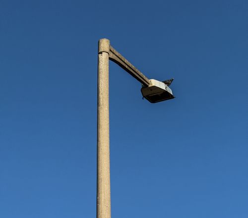 Free A lone pigeon perched on a street lamp against a clear blue sky in İzmir, Türkiye. Stock Photo