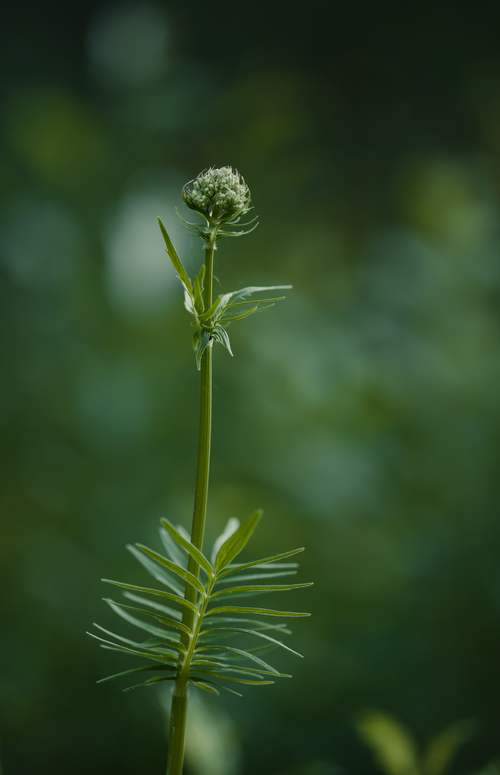 Free A detailed close-up of a young green plant with blurred background. Stock Photo