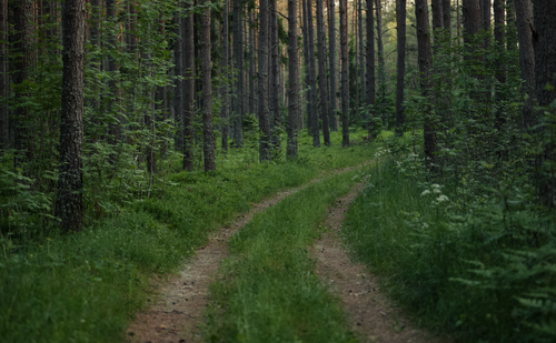 Free A tranquil forest path surrounded by verdant trees, perfect for nature walks. Stock Photo