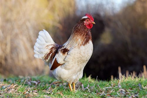 Free A beautiful white and brown rooster standing proudly on a grassy field in the sunlight. Stock Photo