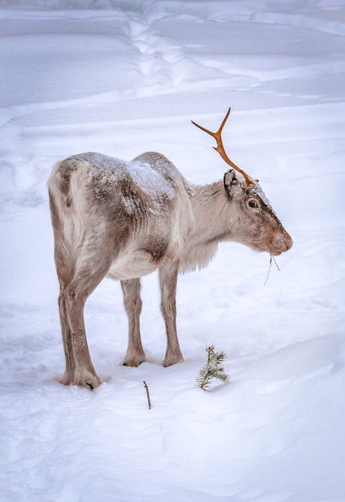 Ciervo Marrón Sobre Suelo Cubierto De Nieve