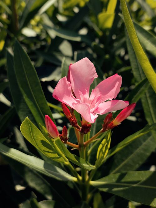 Free Close-up of a vivid pink oleander flower basking in sunlight, surrounded by lush green leaves. Stock Photo