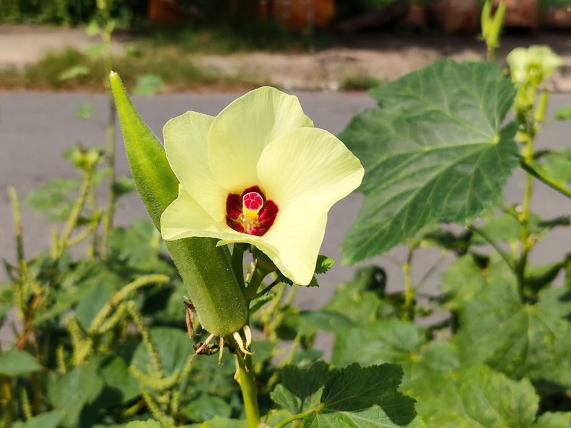 Okra Plant Guide: Growing, Harvesting, and Using This Vegetable Okra plant with blossom and pod growing in warm sunlight