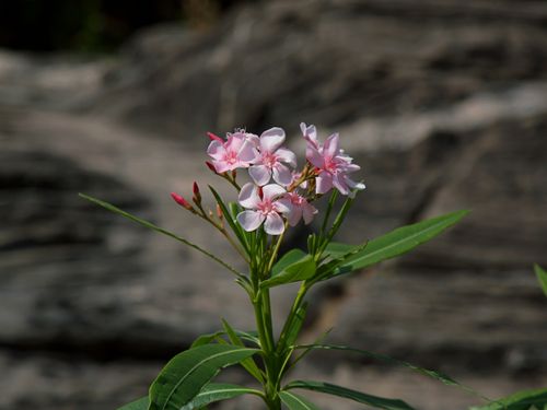 Free Close-up of a pink oleander (Nerium) flower blooming outdoors in RJ, India. Stock Photo