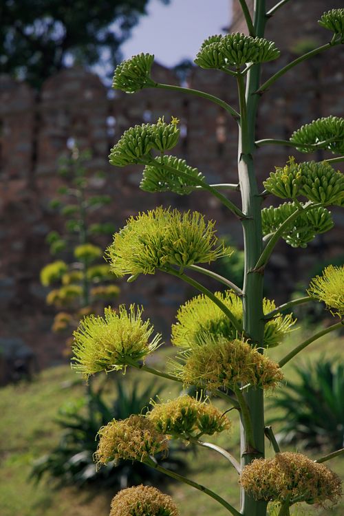 Free Close-up of agave plant with lush green blooms in a garden setting. Stock Photo