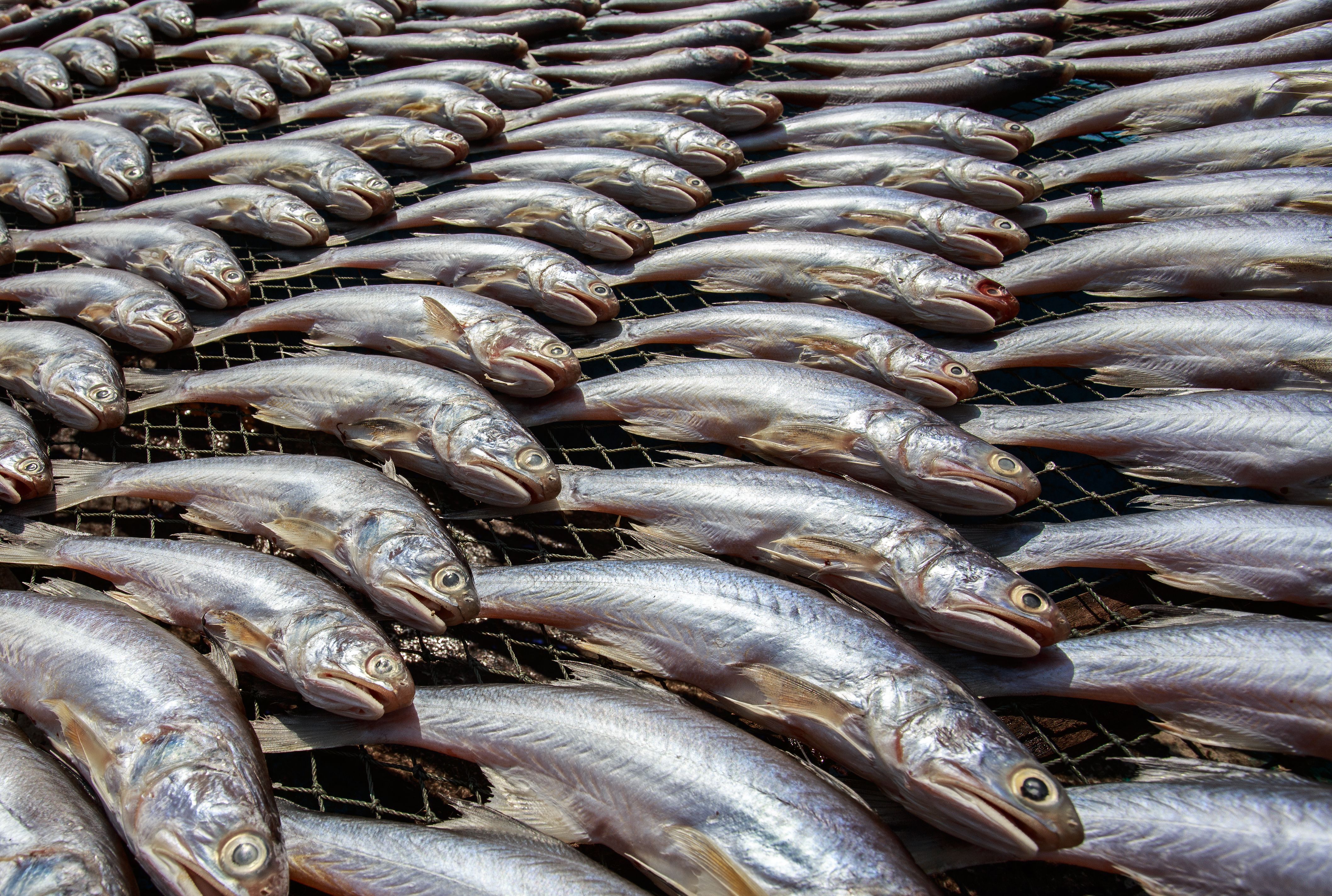 Rows of fish laid out on nets drying under the sun, perfect for stock images.