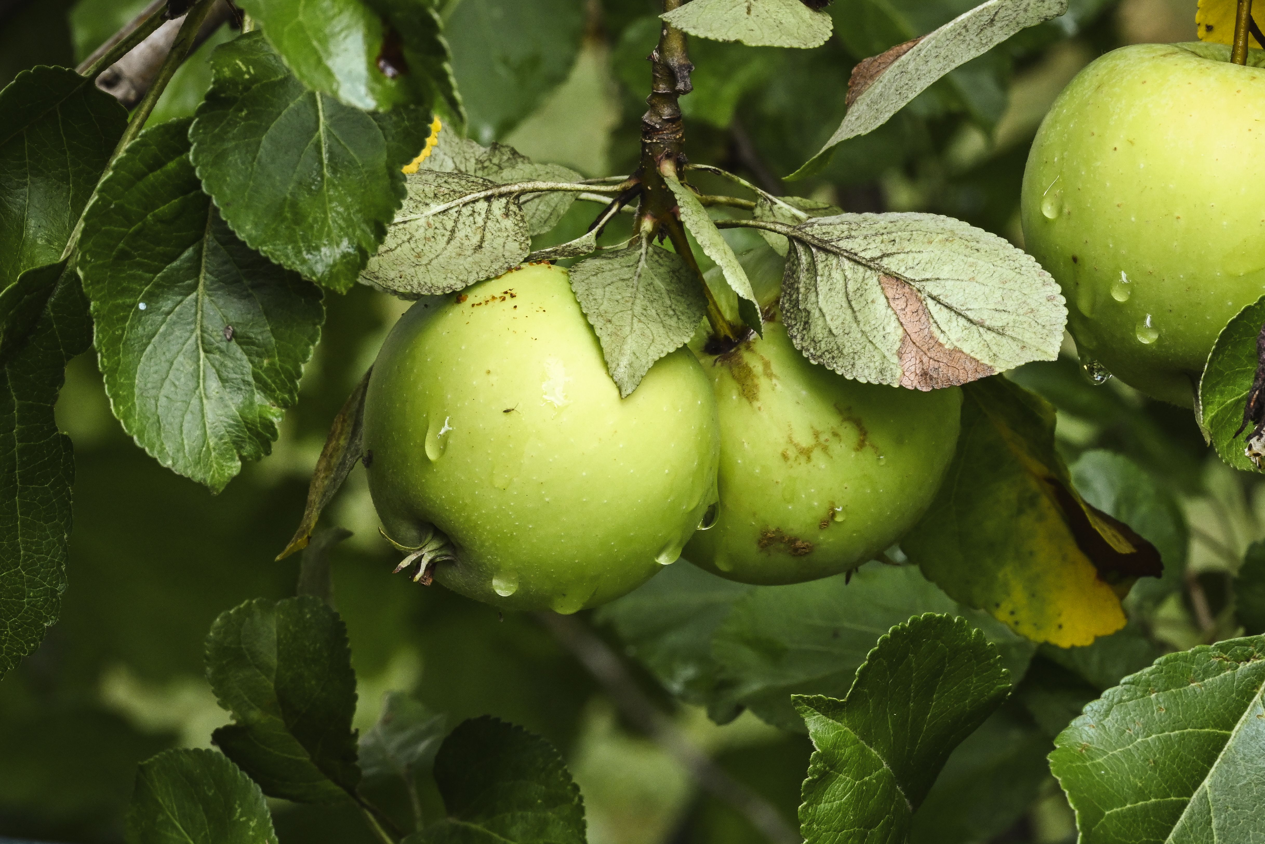 Gold Juice Beclean transformă merele bistrițenilor în suc natural