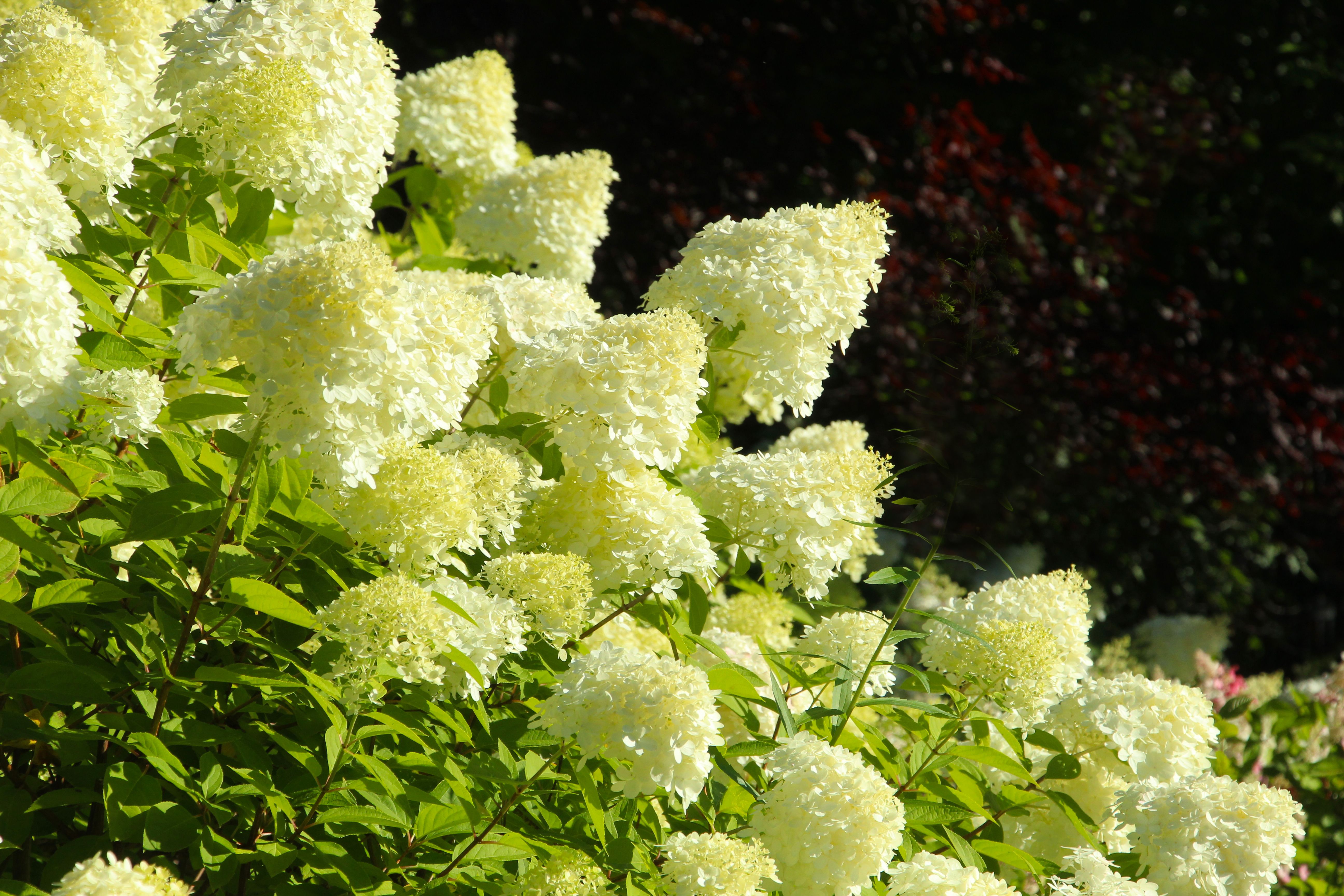 [ColoSach]-beautiful-outdoor-shot-of-white-hydrangea-flowers-in-full-bloom-against-a-vibrant-green-backdrop.
