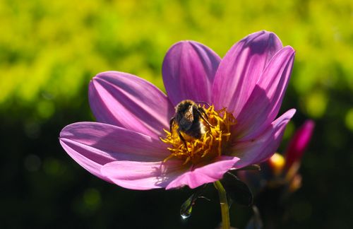 Free A close-up view of a bee pollinating a vibrant pink flower under natural sunlight. Stock Photo