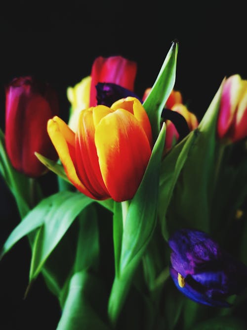 Free Red and Yellow Tulips in Bloom Stock Photo