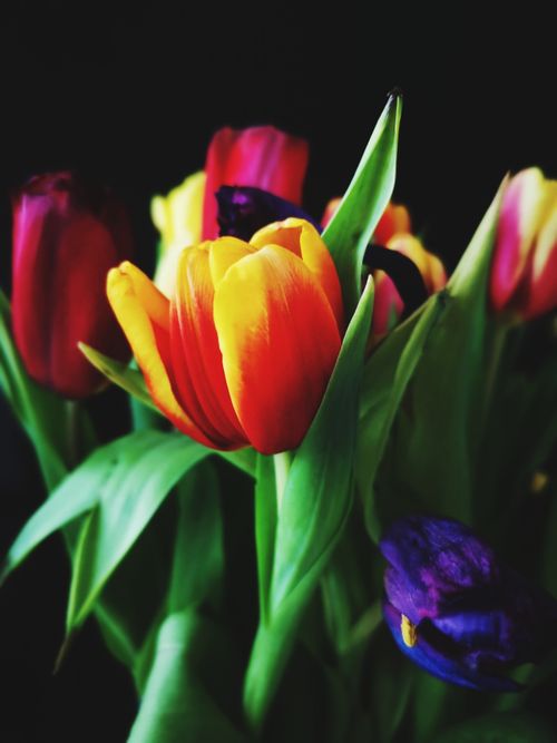 Free Close-up of colorful tulips showcasing vivid petals and lush green leaves. Stock Photo