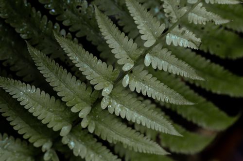 Free Detailed close-up of fresh green fern leaves with dew drops. Stock Photo