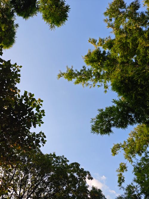 Free A serene view through lush tree branches with a clear blue sky background. Stock Photo