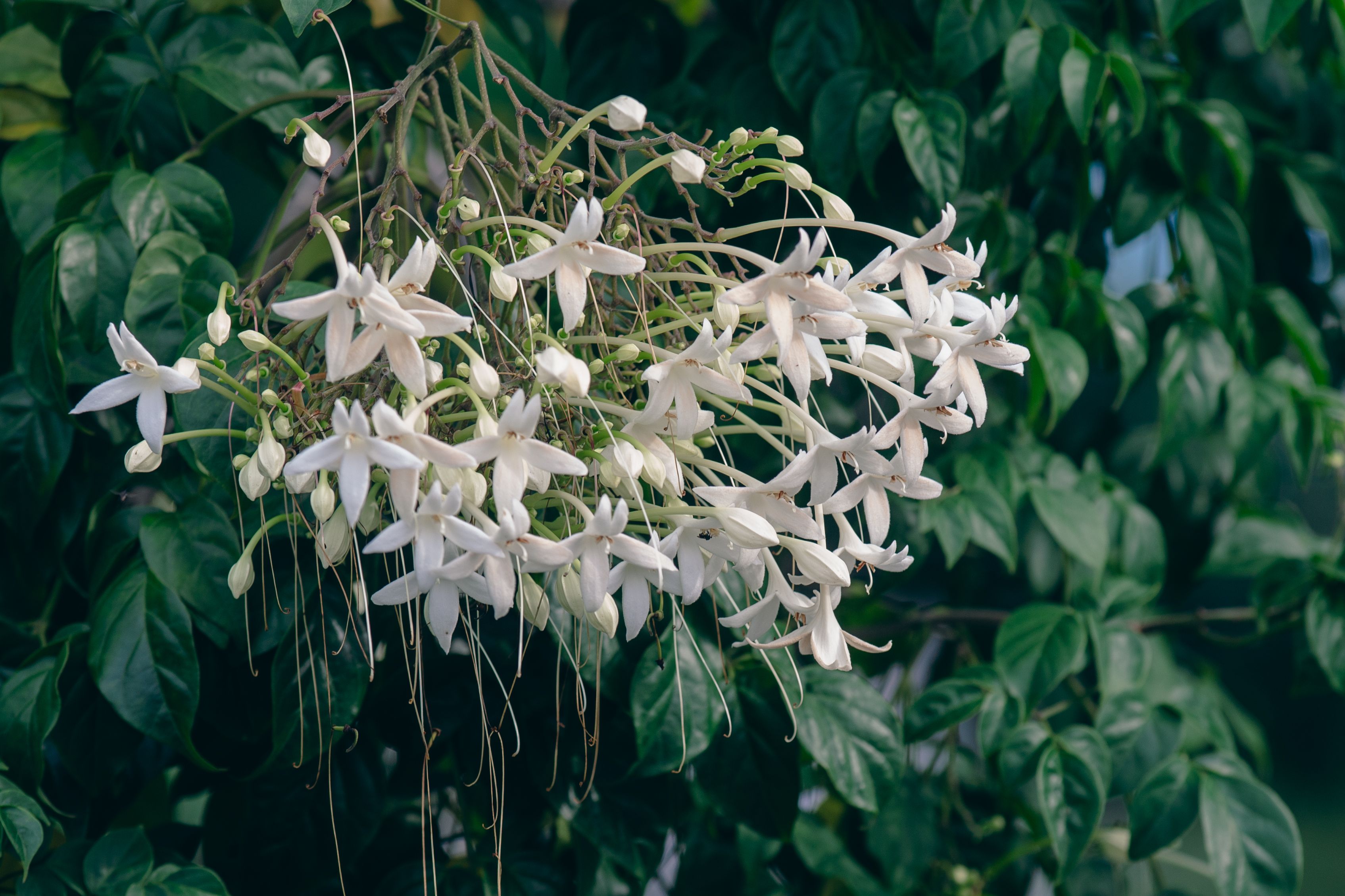 [ColoSach]-delicate-white-corkscrew-flowers-against-lush-green-foliage.