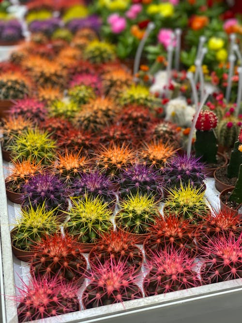 Assorted And Colorful Succulent Plants
