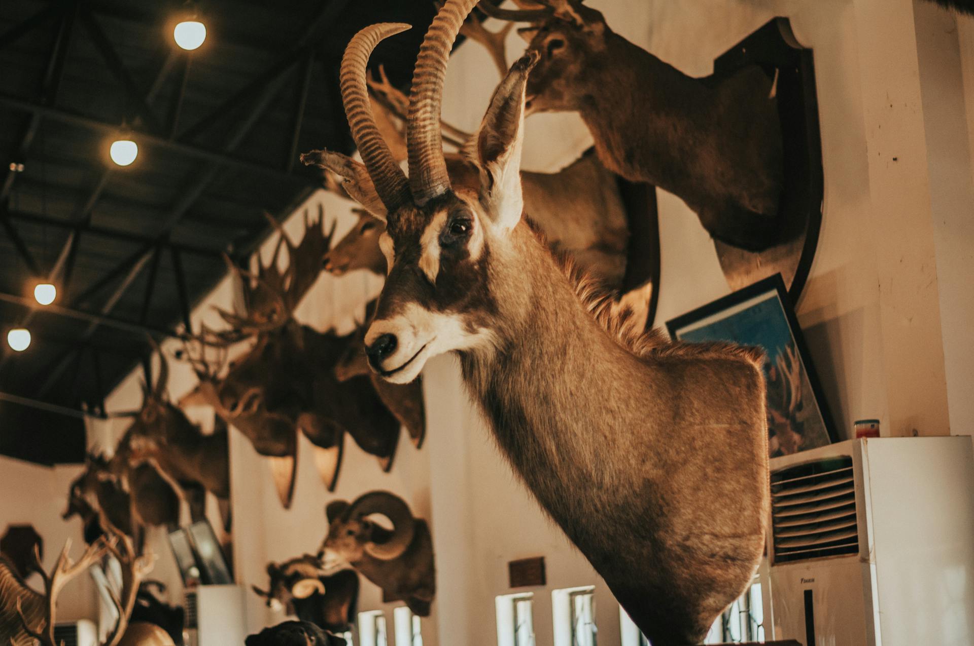 Brown and White Deer Head Trophy