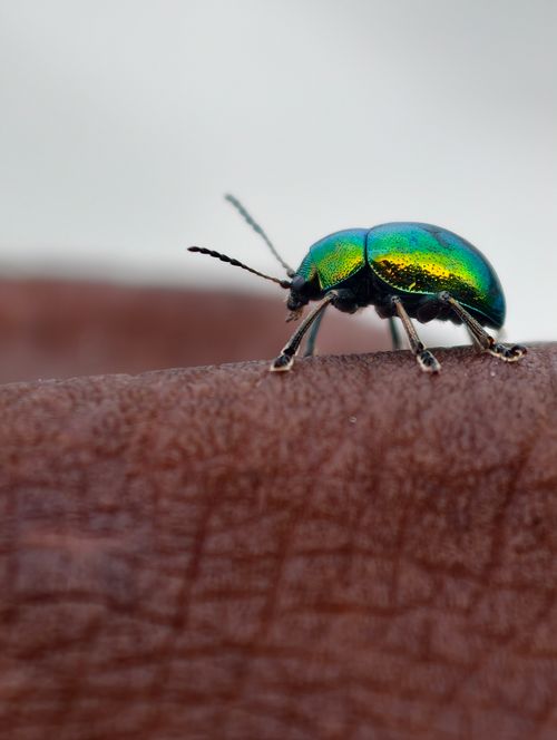 Free Detailed macro shot of an iridescent green beetle on brown leather surface. Stock Photo