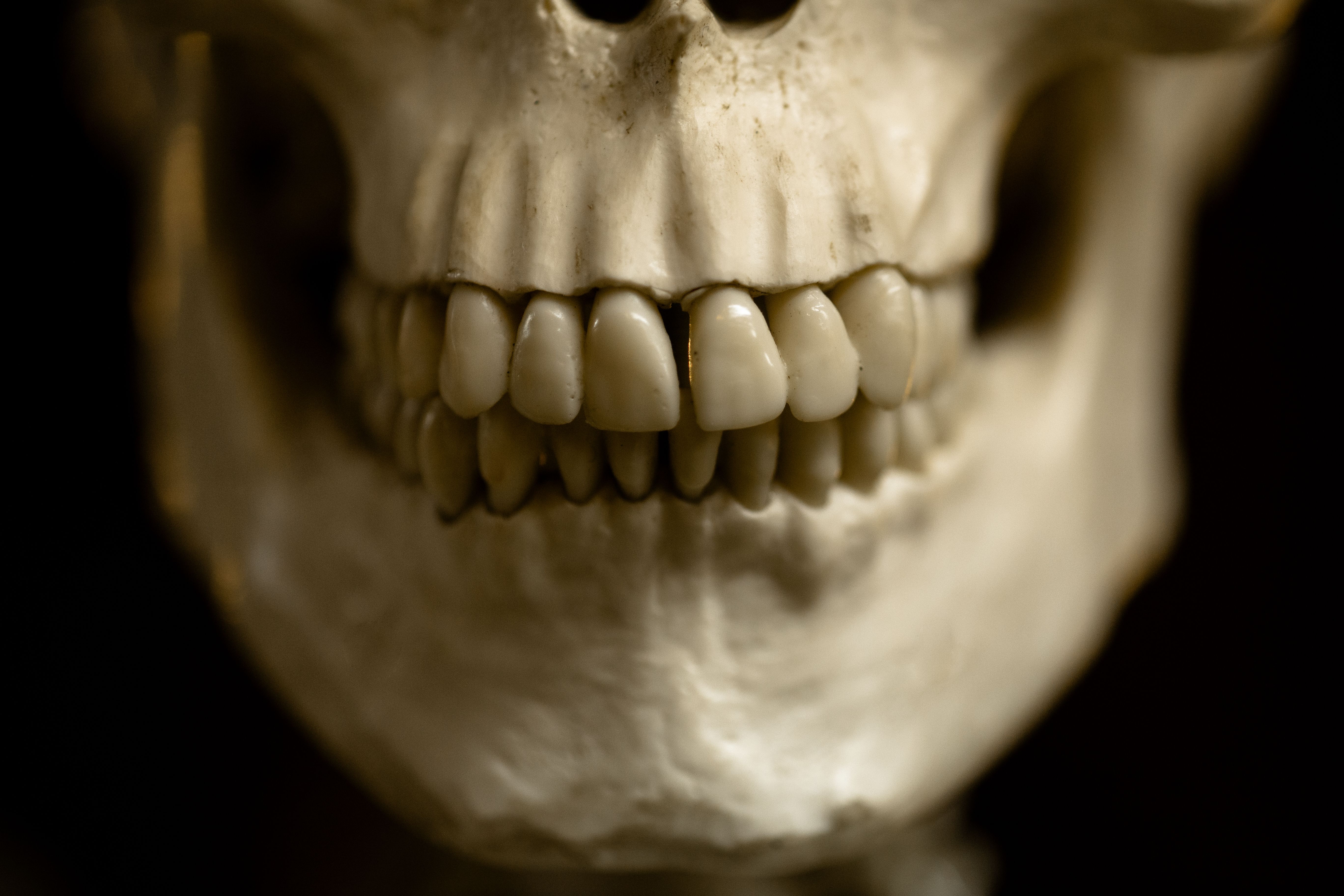 Undergraduate Certificate in Biological Anthropology