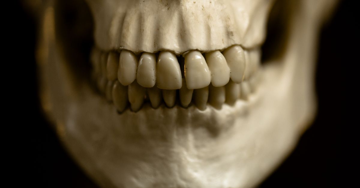 Detailed close-up photo of a human skull focusing on teeth. - Evidence evidence guide for calcium sleep meta-analysis
