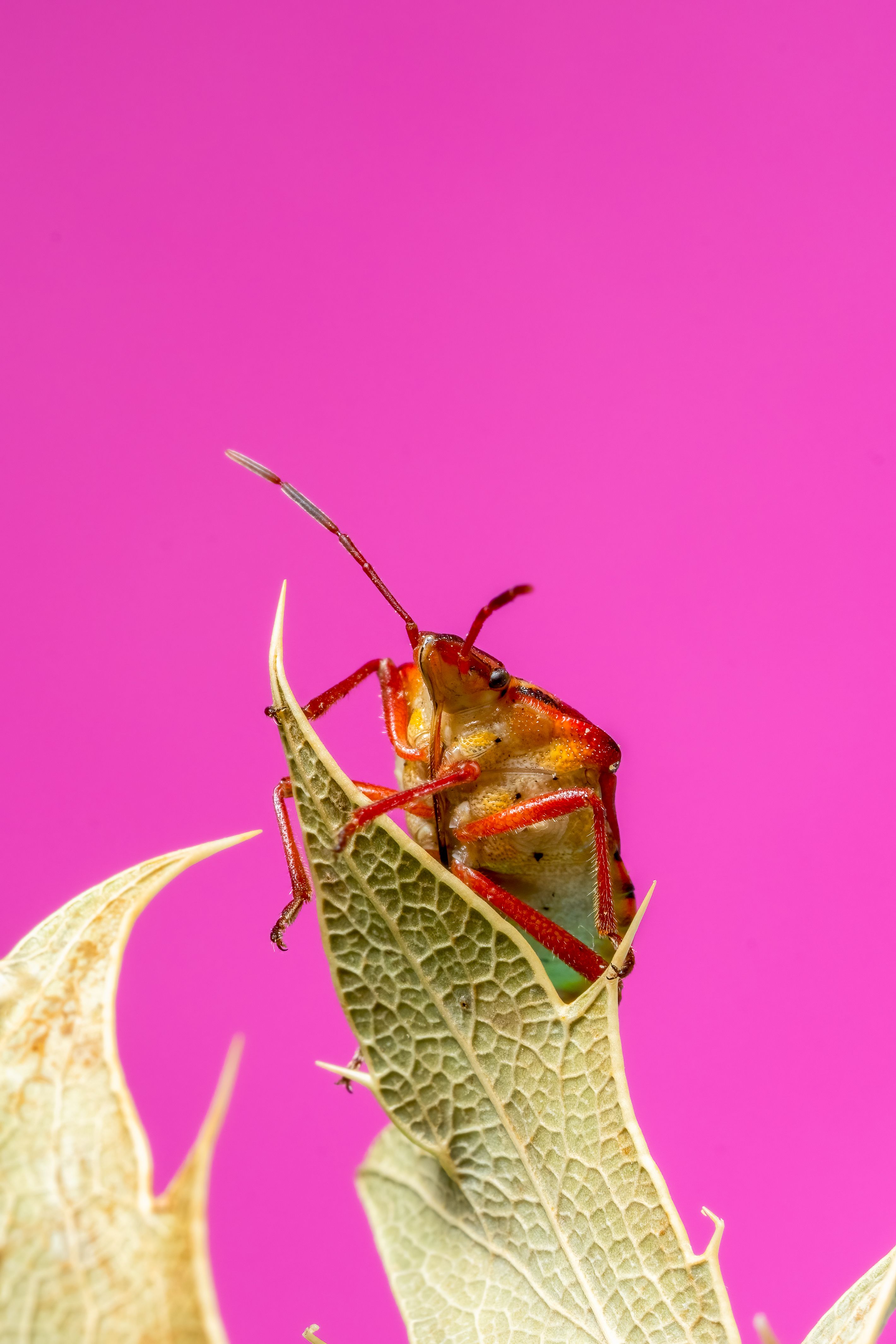Colorful shield bug perched on a leaf, set against a vibrant pink background, highlighting its natural beauty.