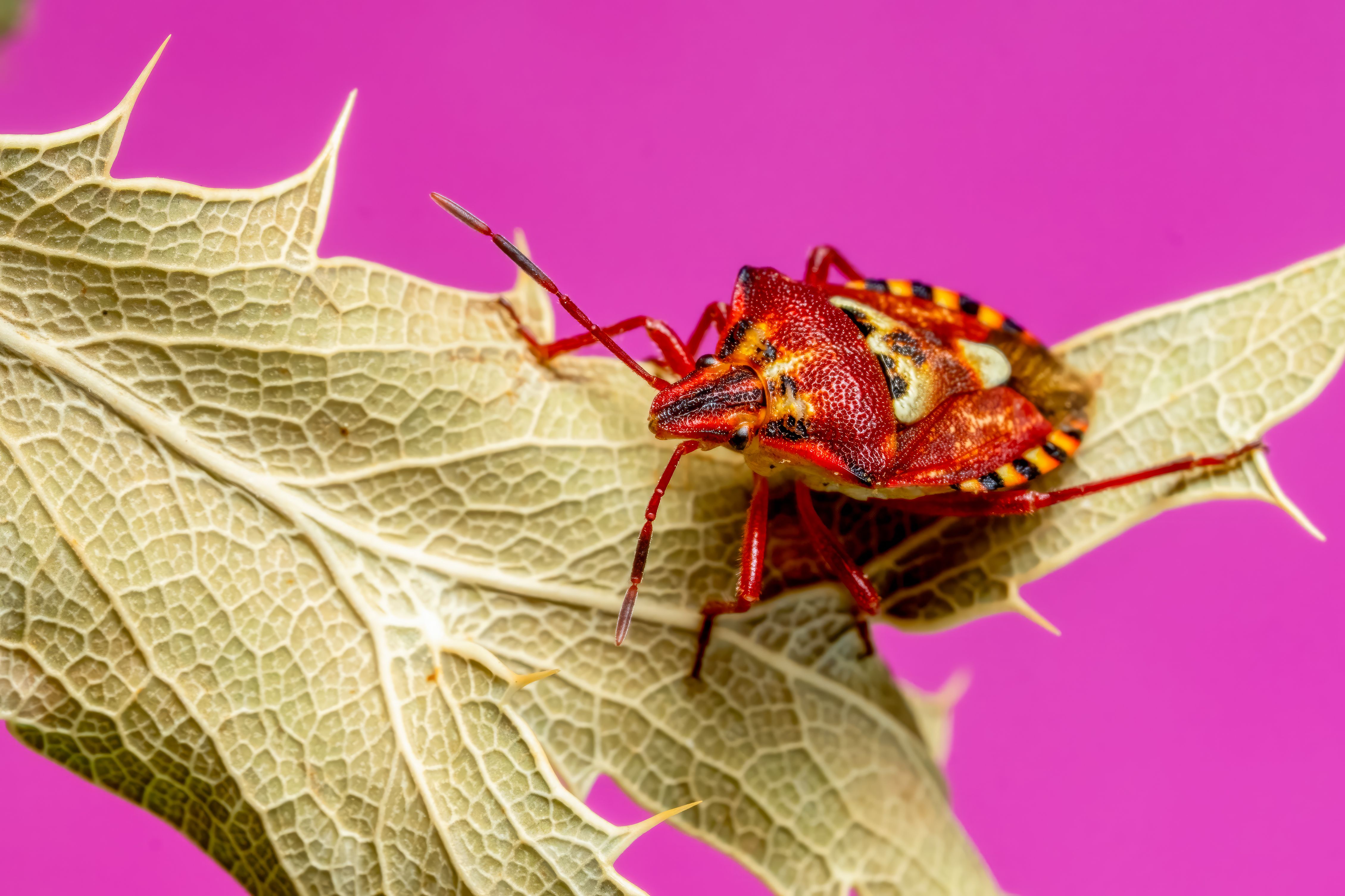 Vibrant macro photo of a red bug sitting on a leaf against a striking pink backdrop.
