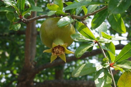 Free A fresh green pomegranate hanging from a branch with bright green leaves, captured in natural daylight. Stock Photo