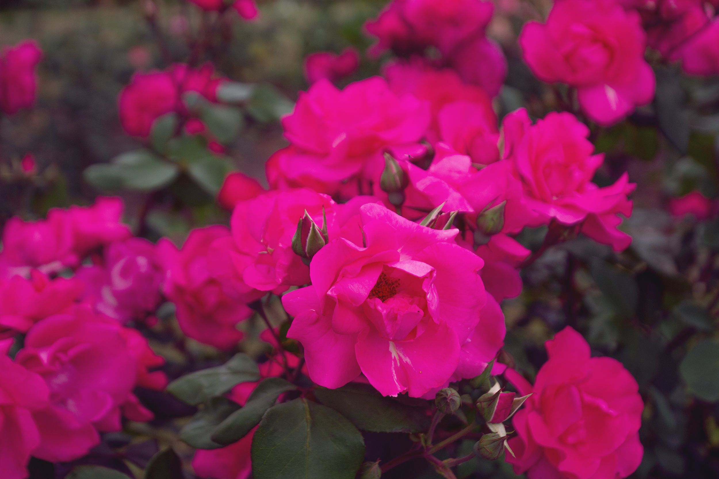 [ColoSach]-close-up-of-vibrant-pink-roses-in-a-garden,-showcasing-rich-color-and-lush-petals.