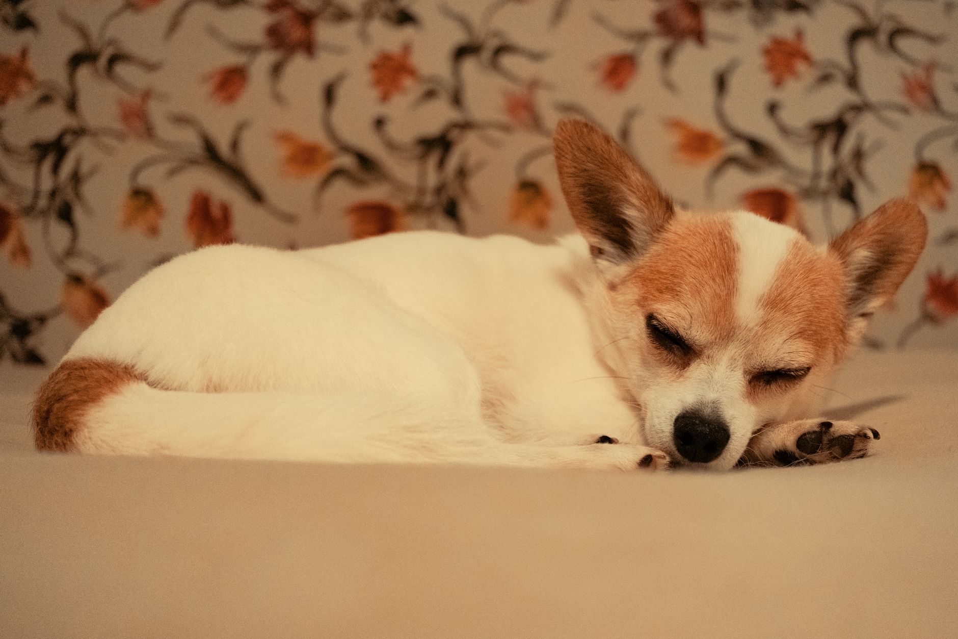 Healthcare and wellness consultation for a dog
