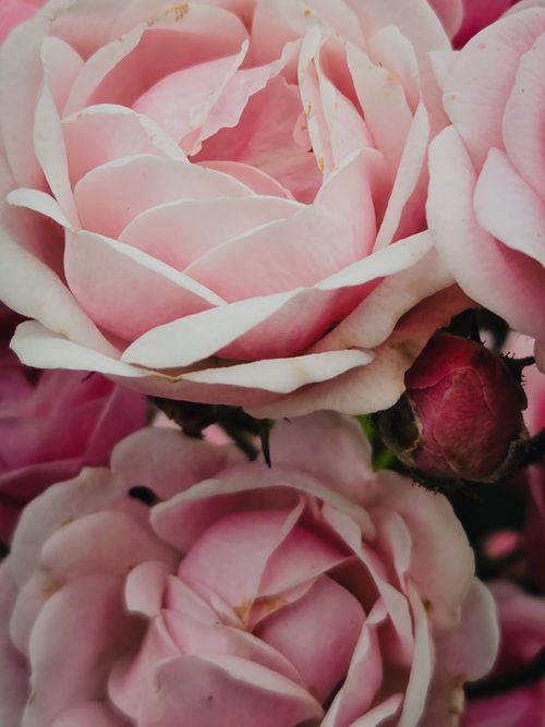 Free Vibrant close-up of fresh pink roses in full bloom, symbolizing love and purity. Stock Photo