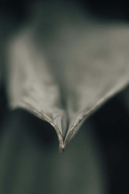 Grayscale Photo Of Leaf n Close Up Photography