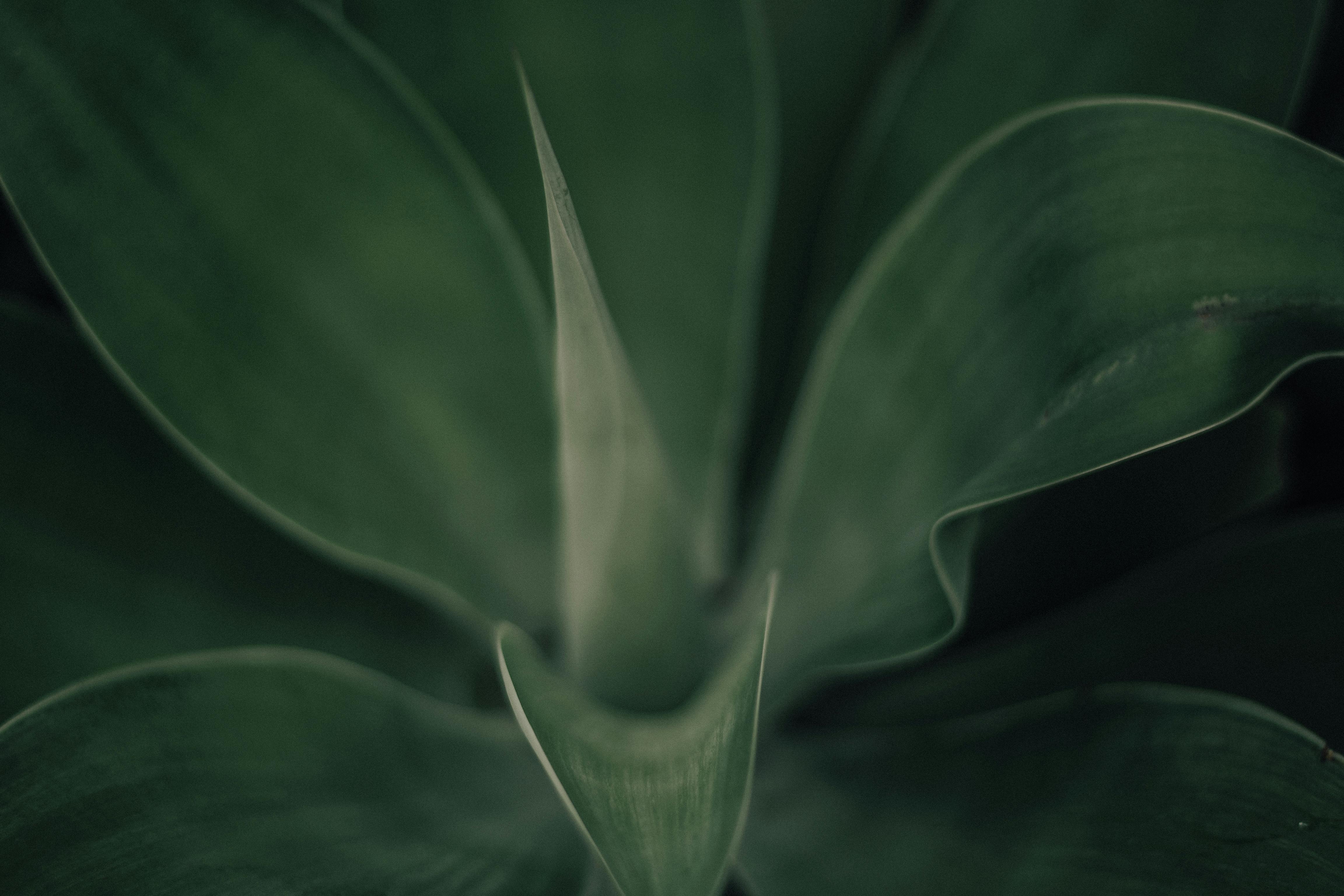Macro shot of lush green agave plant leaves showing natural patterns and textures.