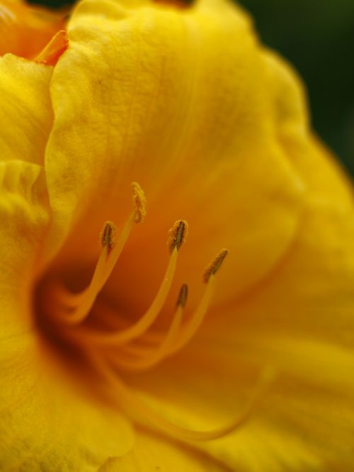 Free Close-up of a bright yellow flower with intricate details captured in macro photography. Stock Photo