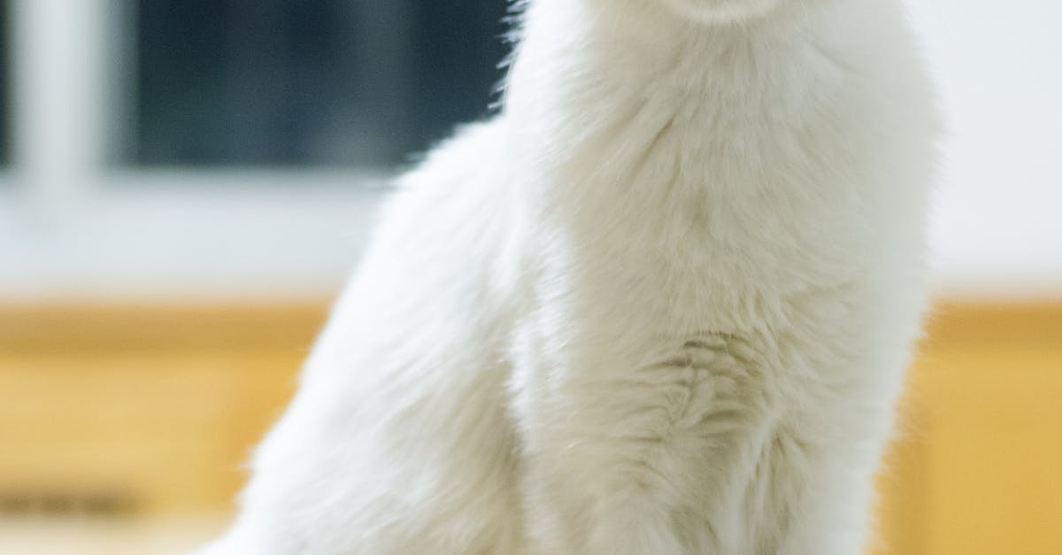 Free stock photo of cats, mysterious