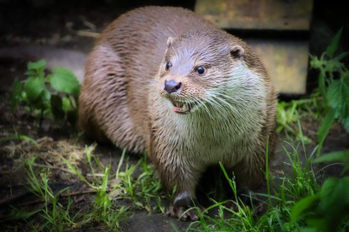 Free European otter showcasing its wet fur in Ranua Zoo, Finland, amidst lush greenery. Stock Photo