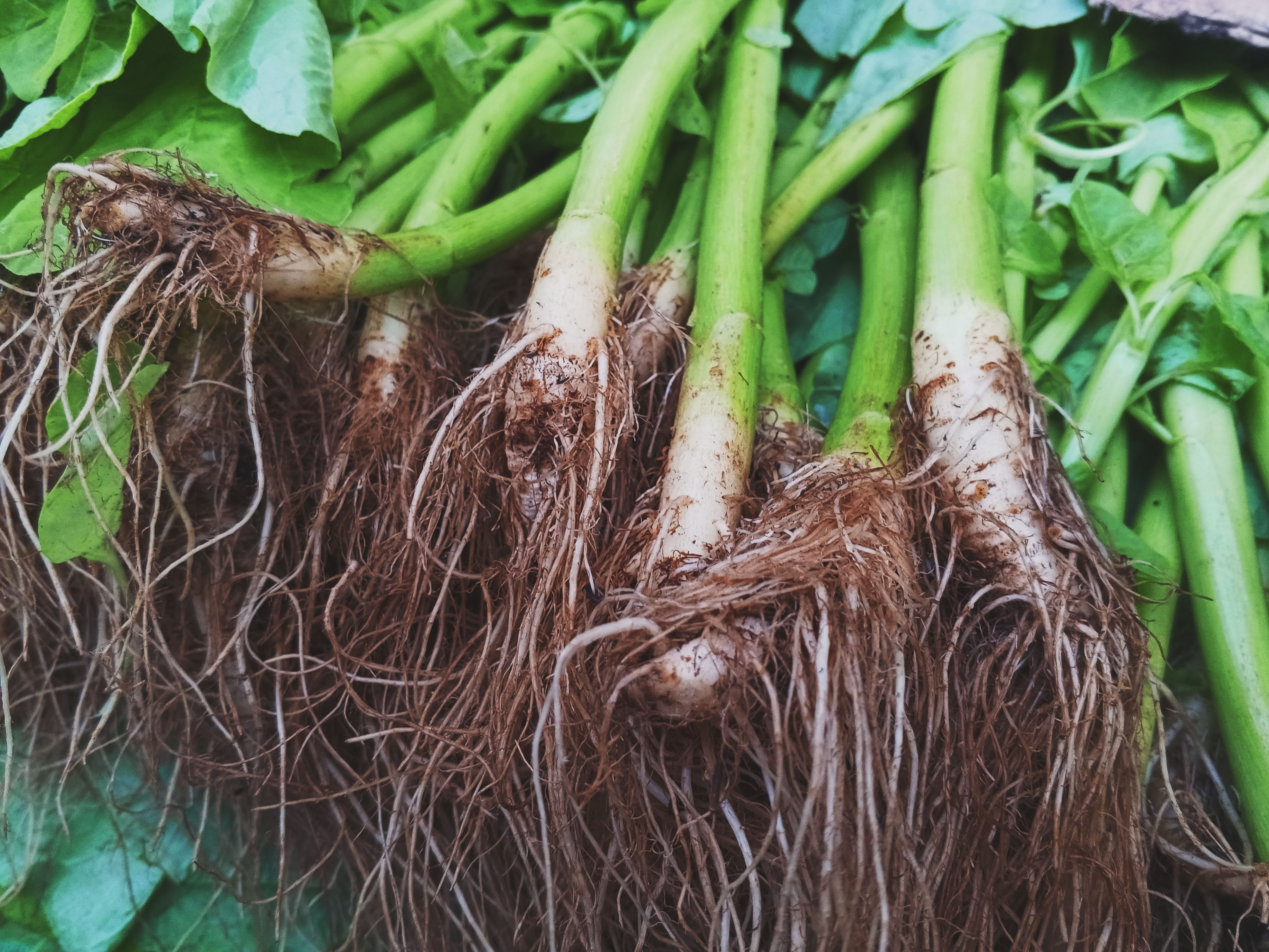 Close-up of fresh water spinach roots with leaves, emphasizing their natural texture and vibrant color.