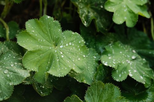 Free Green leaves with dewdrops showcasing their natural texture. Stock Photo